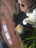 森森（SUNSUN） 鱼缸过滤材料水族滤材陶瓷环麦饭石玻璃环水族箱养鱼套装 7合1滤材1000g 含网袋 实拍图