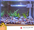 水医生硝化细菌鱼缸水族箱稳除氯气清澈剂净水分解粪便消化用品 鱼缸净水剂1000ml 实拍图