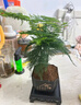 开时果 文竹盆栽桌面摆件盆景 办公室植物竹子水培绿植盆景源头直发包邮 【推荐款】舍得紫砂盆+苔藓+底座 实拍图