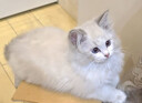 【纯种】布偶猫仙女猫海双蓝双山双长毛猫蓝眼睛小猫咪幼崽猫活体 宠物级 【更多幼猫】联系客服挑选 公 实拍图