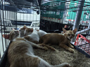 憨憨宠猫笼折叠猫笼子大号猫别墅加粗加密双层猫舍猫窝宠物猫咪用品家用 黑色 850双层 实拍图