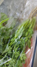 带根香菜100g 实拍图