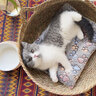 愛肯拿（ACANA）猫粮 海洋盛宴成猫幼猫粮 全价无谷原装进口鱼肉粮1.8kg效期26/4 实拍图