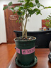 开时果 茉莉花盆栽浓香型 桌面绿植物阳台花卉树苗盆景摆件源头直发包邮 精品茉莉花3-6株【加仑盆】 实拍图