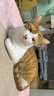 【预售】蓝氏全价猫粮幼猫成猫猎鸟乳鸽4.5kg+荒野猎兔4.5kg 实拍图