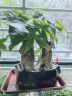 佰花锦办公桌面绿植盆栽发财树室内客厅奶油风网红盆景精致美观四季好养 单杆发财树+PVC白泡泡盆 整体高度约15-25cm 实拍图