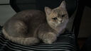 卫仕套装猫亲和羊奶粉200g*2小猫宠物新生猫羊奶粉营养速补帮助成长宠物营养品猫咪羊奶粉 实拍图
