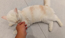 parlmu帕蓝姆猫狗零食大果蔬饼干冻干生骨肉饼65g鸡胸肉成幼猫长肉发腮 实拍图