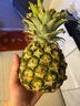 鲜武士金钻凤梨正宗手撕凤梨甜蜜蜜凤梨热带水果无眼树上熟新鲜水果生鲜 大果1个装 甜蜜蜜凤梨(台农16号) 实拍图