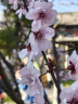 京东家政3小时日常保洁6次兑换券 全屋保洁服务 上门清洁 可使用地区见商详页 实拍图