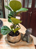 八芽盆栽小盼菩提树植物室内禅意盆景办公室桌面好养绿植源头直发包邮 莲花盆菩提（禅思菩萨套装） 实拍图