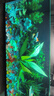 【京东物流】水草套餐 好养耐活真水草植物绿菊大叶绿九冠鱼缸 红绿搭配八杯水草（吸底杯）超值推荐 实拍图