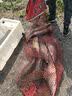 川泽空心尾鱼漂全目加粗醒目浮钓行程鲢鱅草鳊大物鲤鲫鱼浮漂浅水浮标 NG-07【鲢鱅青草】吃铅4.0-6.0g 3号 全目加粗空心尾 实拍图