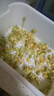 九千谷育苗盆芽苗菜盘种植发芽盆发豆芽神器黄绿豆芽无土栽培水培盘3901 实拍图