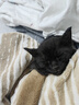 网易严选 宠爱相伴全价猫粮 居家宠物主粮幼猫成猫全价粮猫咪食品 1.8kg 实拍图