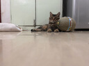 麦富迪猫条 猫咪零食亲嘴鱼猫条成幼猫补水发腮三文鱼14g*5支 实拍图