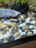 派乐特鱼缸底砂造景石头子五彩石溪流石水族箱龟缸多肉装饰彩色雨花鹅卵 实拍图