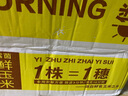 露茵白糯玉米棒新鲜粘黏甜玉米火锅食材蔬菜非转基因真空包装早餐即食10条装 实拍图