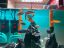 水医生硝化细菌鱼缸水族箱稳除氯气清澈剂净水分解粪便消化用品 鱼缸净水剂1000ml 实拍图