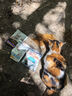 皇家成猫猫粮 泌尿道呵护 U31 1岁以上  50g*3 实拍图