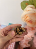 鲜级佳大凉山新鲜湿核桃去青皮嫩核桃老树薄纸皮核桃孕妇专用生核桃新货 净重5斤【去青皮】送夹子 实拍图