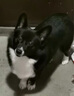 耐吉斯无谷冻干生骨肉成犬幼犬狗粮鸡肉味1.5kg【新旧版随机发货】 实拍图