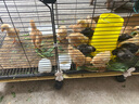 蔻丝小鸡笼子家用养鸡笼特大号鸡舍带粪盘芦丁鸡专用加密雏养殖鸡鸭笼 大号【107_37_47】带轮款 5件套：食槽+食水盒+托盘+脚垫 实拍图
