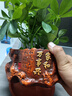 叹为观止18种吊兰任你选金边吊兰各种盆栽花卉客厅垂吊桌面植物净化空气 鸭脚木【家和万事兴陶瓷盆】 含盆 实拍图