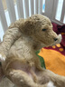 派乐特 猫奶瓶幼猫小奶猫新生宠物犬小狗狗喂奶器小猫奶嘴猫咪用品 60ml 实拍图
