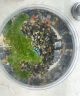 云峰海瑞水草活体懒人草鱼缸造景活体水草套餐鱼缸水草有茎类中后景真水草 【实惠】-绿菊（5只一组） 实拍图