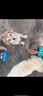 赛狮土狗狗粮通用型幼犬成犬10斤装中华田园犬家狗中大型犬粮40斤 【土狗专用】10斤装/高钙壮骨 实拍图
