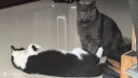 冠能猫粮 英短美短益肾优护宠物成猫全价猫粮 三文鱼成猫粮7kg 实拍图