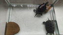 森森鱼缸增氧泵水族箱氧气泵家用小型充氧泵LQE-400 5W双孔+全套配件 实拍图