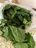 沃绣 新鲜桑叶 现摘大小蚕特嫩桑叶养蚕 蚕卵蚕宝宝食物饲料 桑苗盆栽 新鲜桑叶1斤【买二送一】 实拍图