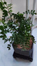佰花锦清香胡椒木盆栽室内外驱蚊草植物好养绿植九里香花卉四季常青盆景 【送方底座】清香胡椒木+四方舍得盆+黑沙 整体高度20-25cm 实拍图