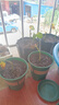 墨斗鱼营养土通用土壤种菜兰花多肉盆栽植物种植肥料椰糠泥花土30L 实拍图