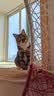 网易严选【小王子联名】全价猫粮 主粮宠物幼猫成猫主粮 均衡营养优选食材 【美毛亮肤】深海鱼虾 1.8kg*1袋 实拍图