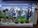 森森（SUNSUN）耀蓝鱼缸过滤器壁挂式抽水泵外置小型过滤桶YBG-600 7W 实拍图
