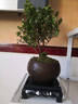 开时果 小叶赤楠盆景摆件 办公室桌面绿植花卉好养盆栽植物源头直发包邮 【推荐款】舍得紫砂盆+苔藓+底座 实拍图