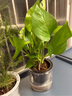 绿有意绿植盆栽多肉花卉盆栽植物室内桌面水培绿植办公室客厅植物懒人 绿萝（遇水即活） 实拍图