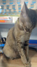 力狼 猫条猫零食 成幼猫通用宠物猫咪零食猫湿粮 【超值囤货】鲜肉猫条15g*100支 实拍图