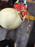 粤迎广东石峡储良龙眼【顺丰冷链多地隔日达】新鲜老树现摘现发桂圆 A+级精选果【脆甜多汁】 3斤石峡龙眼【较划算】净2.5斤 实拍图