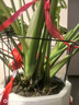 九千谷植物支撑架园艺花架阳台花园绣球月季爬藤 半圆25*40CM 3对装6409 实拍图