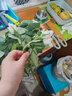 玫瑰10枝装云南鲜花直发家用520母亲节鲜花礼物 白玫瑰10枝 实拍图