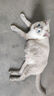格吾安格系列猫主食罐全价鲜肉猫湿粮慕斯鸡牛肉混合口味1盒（85g*6罐） 实拍图