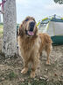 伯纳天纯经典系列中老年犬中大型犬粮鸡肉+燕麦苹果阿拉斯加金毛15kg/30斤 实拍图