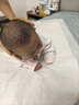 帮宝适【添加类胎脂】一级帮纸尿裤S76片 新生儿 夏天透气尿不湿尿裤 实拍图