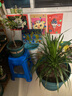 爱丽思（IRIS）特大号圆形花盆种树庭院超大加厚大盆景树木无花果蓝莓果树种植盆 17号绿色 约50L（口径51cm） 实拍图