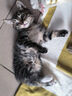 宽福（KUANFU）猫罐头猫咪零食成猫幼猫湿粮补水美毛鸡肉四拼礼盒85g*24罐 实拍图