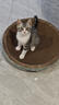 疯狂的主人猫抓板窝碗形大号猫抓盆不掉屑猫窝宠物猫玩具瓦楞纸猫爪板 实拍图